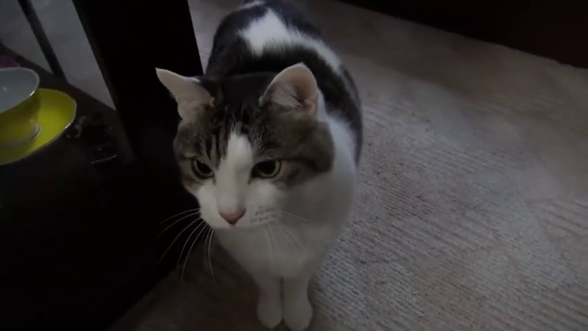 房间里没有开空调机智猫老大一次一次这样暗示主人