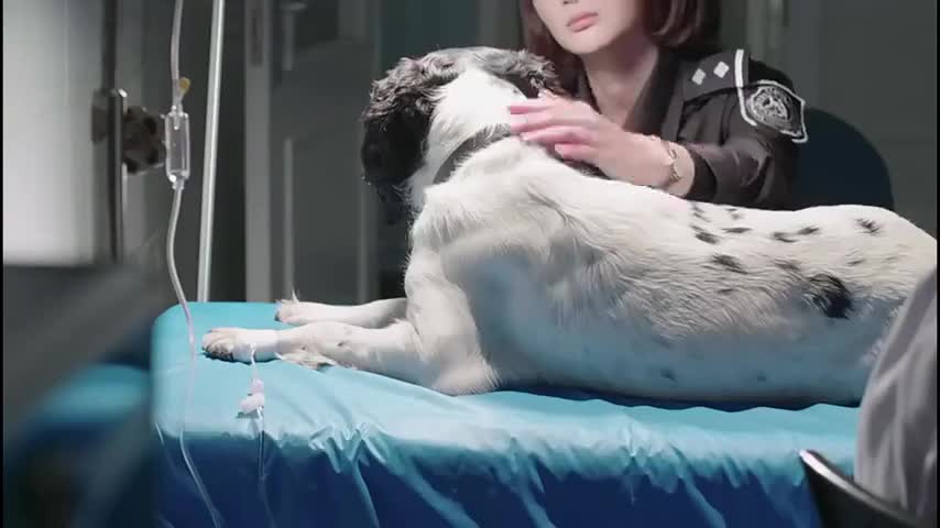 警花与警犬警犬大饼生命垂危没想到主人却彻夜相守