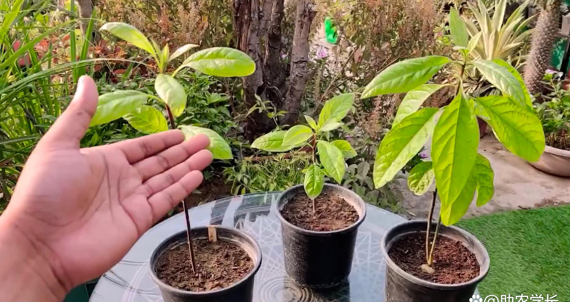 牛油果核不要扔教你在家种植热带小盆栽方法简单易懂