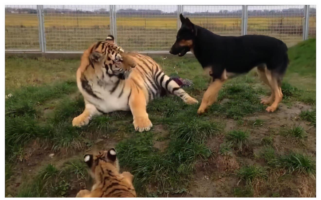 狗妈妈带大的老虎,它会认为自己是狗吗?物种的基因决定了什么?__财经