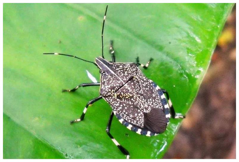 小时候喜欢抓的"放屁虫",原来还可以吃,这味道究竟如何?