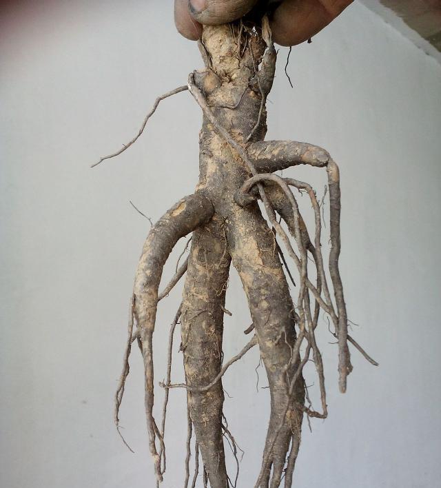 农村这植物人称土人参营养极高十分珍贵遇到请重视