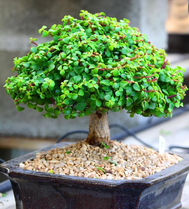 颇有古树之风,养成盆景之后,特别的漂亮,养上5年左右,养护得当 ,玉树