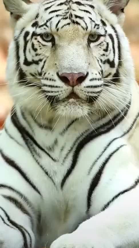 老虎这颜值太高了,这么帅气的脸庞,爱了爱了_手机新浪网