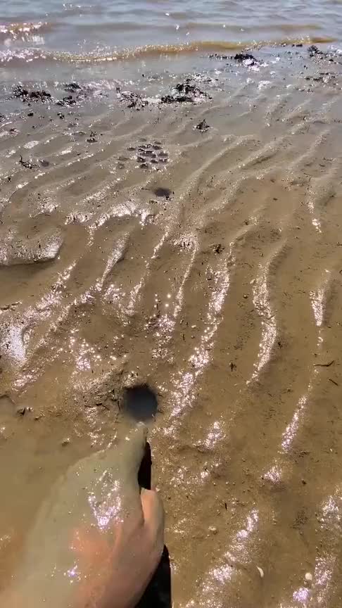 皮皮虾的洞里出来的居然不是皮皮虾真是白忙活了