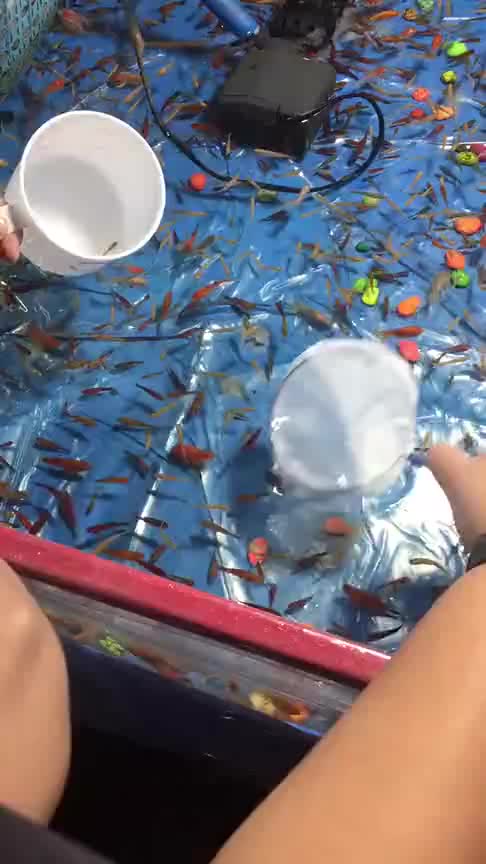 纸片捞金鱼一用力纸就会破你能挑战成功吗