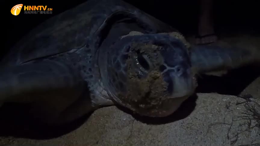 海龟产卵哭了起来 因为疼痛还是因为担忧 其实并不是