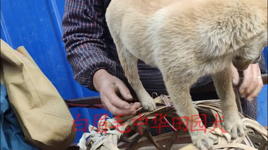 白眉毛小中华田园犬 三只小狗都是高颜值 卖狗大娘的手有点伤