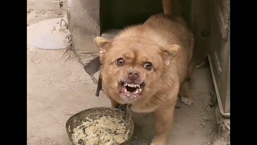 这狗狗凶残护食,长得龇牙咧嘴的样子,真的是吓人