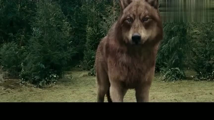 暮光之城3:沃尔图里家族的人就要到来了,狼人要赶紧离开?