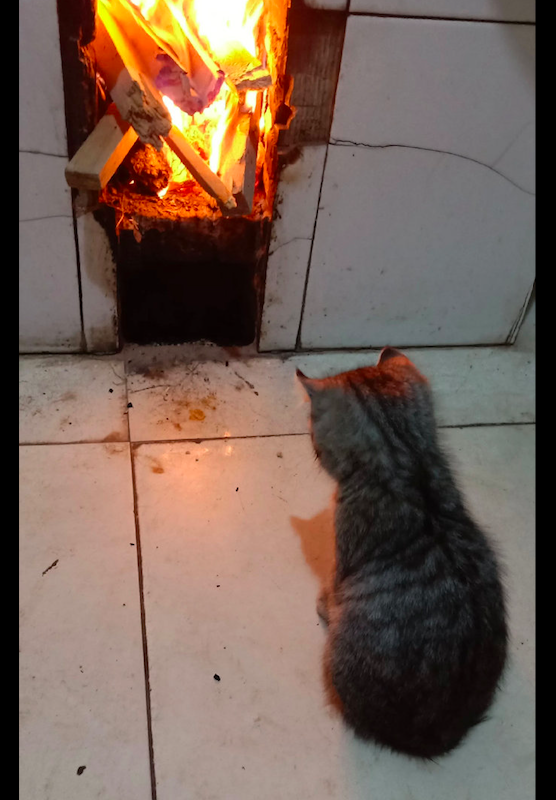 每当主人烧火的时候，小猫咪都会主动靠近，好怕会把它给烤糊了！