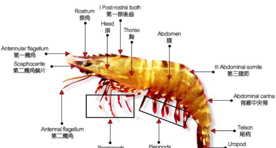 虾结构在高温下的深海虾子虽然能够有更强的抗压和抗高温的能力,但是