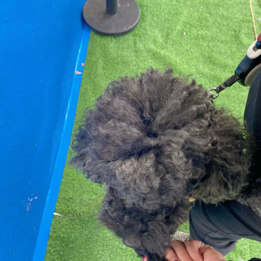 10.17园园日记:第一次给猫剪指甲,带着狗哥看比赛遇到的那点事休闲区蓝鸢梦想 - Www.slyday.coM 10.17园园日记:第一次给猫剪指甲,带着狗哥看比赛遇到的那点事休闲区蓝鸢梦想 - Www.slyday.coM