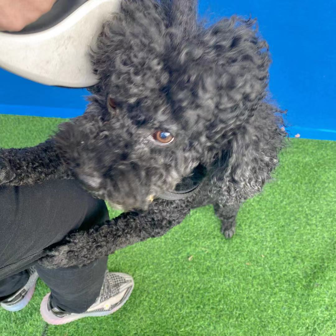 10.17园园日记:第一次给猫剪指甲,带着狗哥看比赛遇到的那点事休闲区蓝鸢梦想 - Www.slyday.coM 10.17园园日记:第一次给猫剪指甲,带着狗哥看比赛遇到的那点事休闲区蓝鸢梦想 - Www.slyday.coM