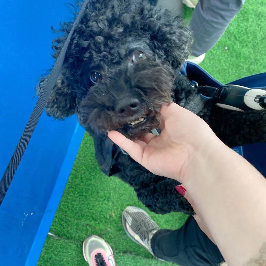 10.17园园日记:第一次给猫剪指甲,带着狗哥看比赛遇到的那点事休闲区蓝鸢梦想 - Www.slyday.coM 10.17园园日记:第一次给猫剪指甲,带着狗哥看比赛遇到的那点事休闲区蓝鸢梦想 - Www.slyday.coM