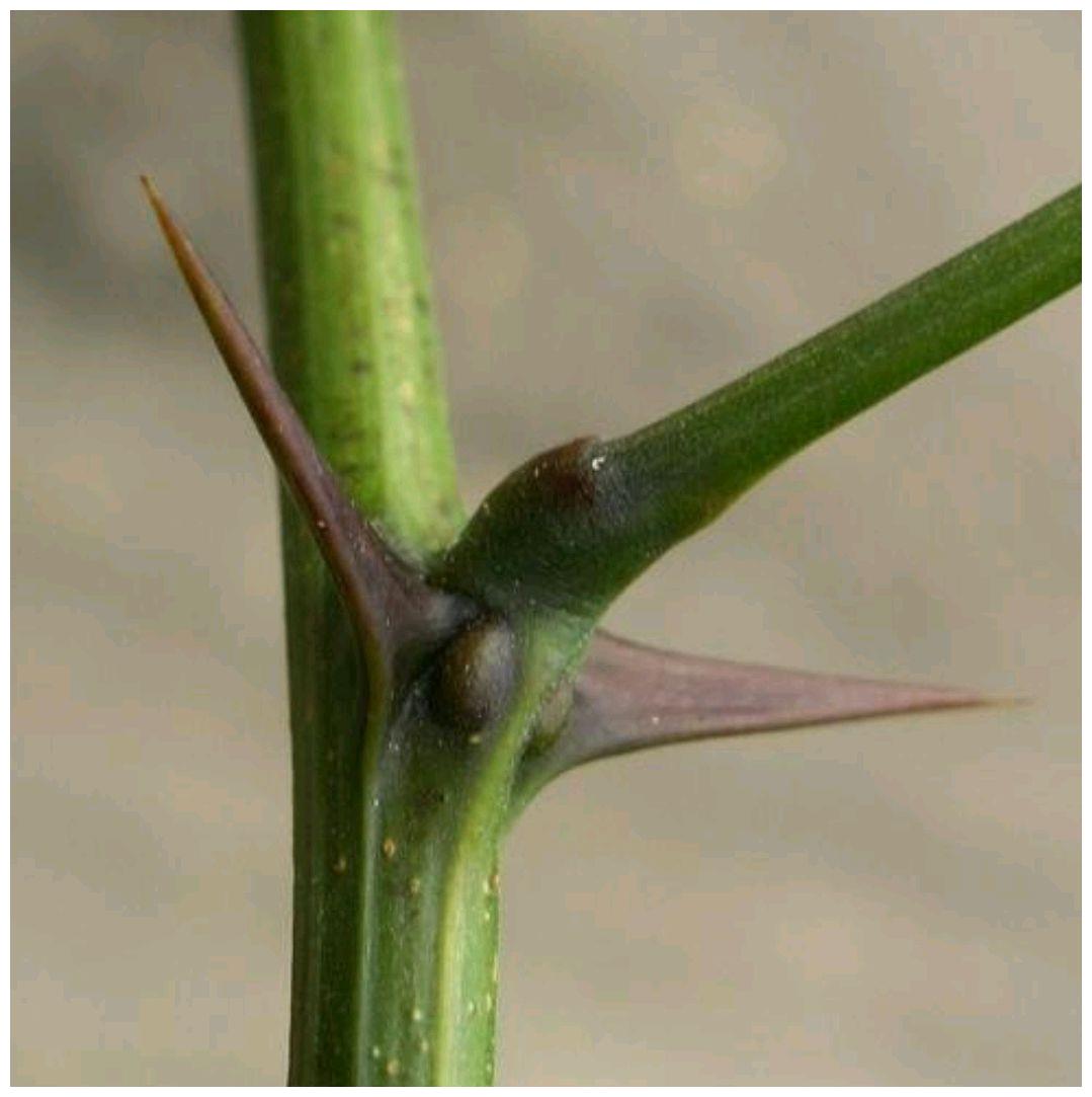 刺槐,2,叶刺:有的由全叶发育而成,有的由托叶发育而成.