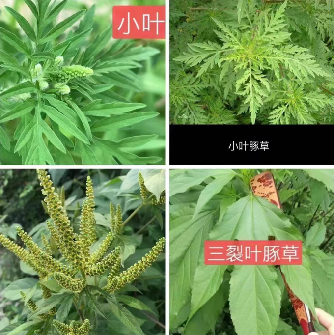 拔除过敏原长春近千名志愿者合力除豚草