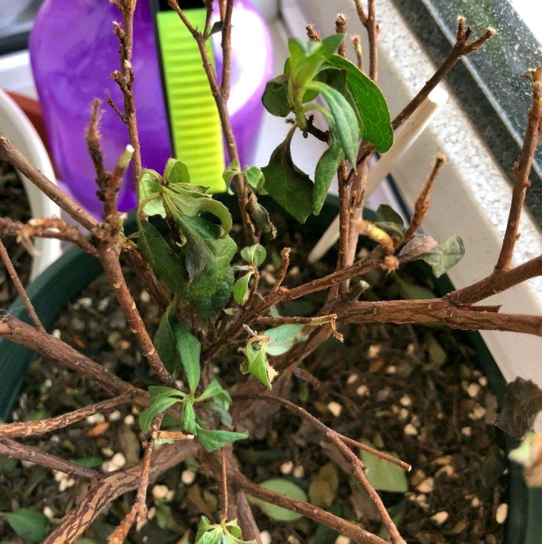 椰糠栽种的杜鹃花盆栽怎么养,已经黄叶干枯快要挂了还有救吗?