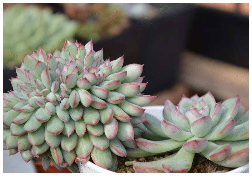 养殖虾成活率低怎么办？