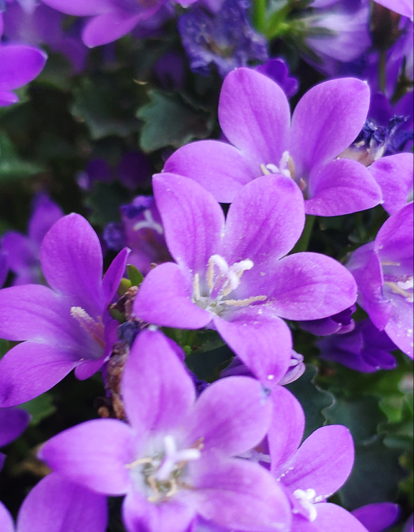 花花以前逛花卉市场的时候曾经在那里看到过丹麦风铃草,紫色的小花朵