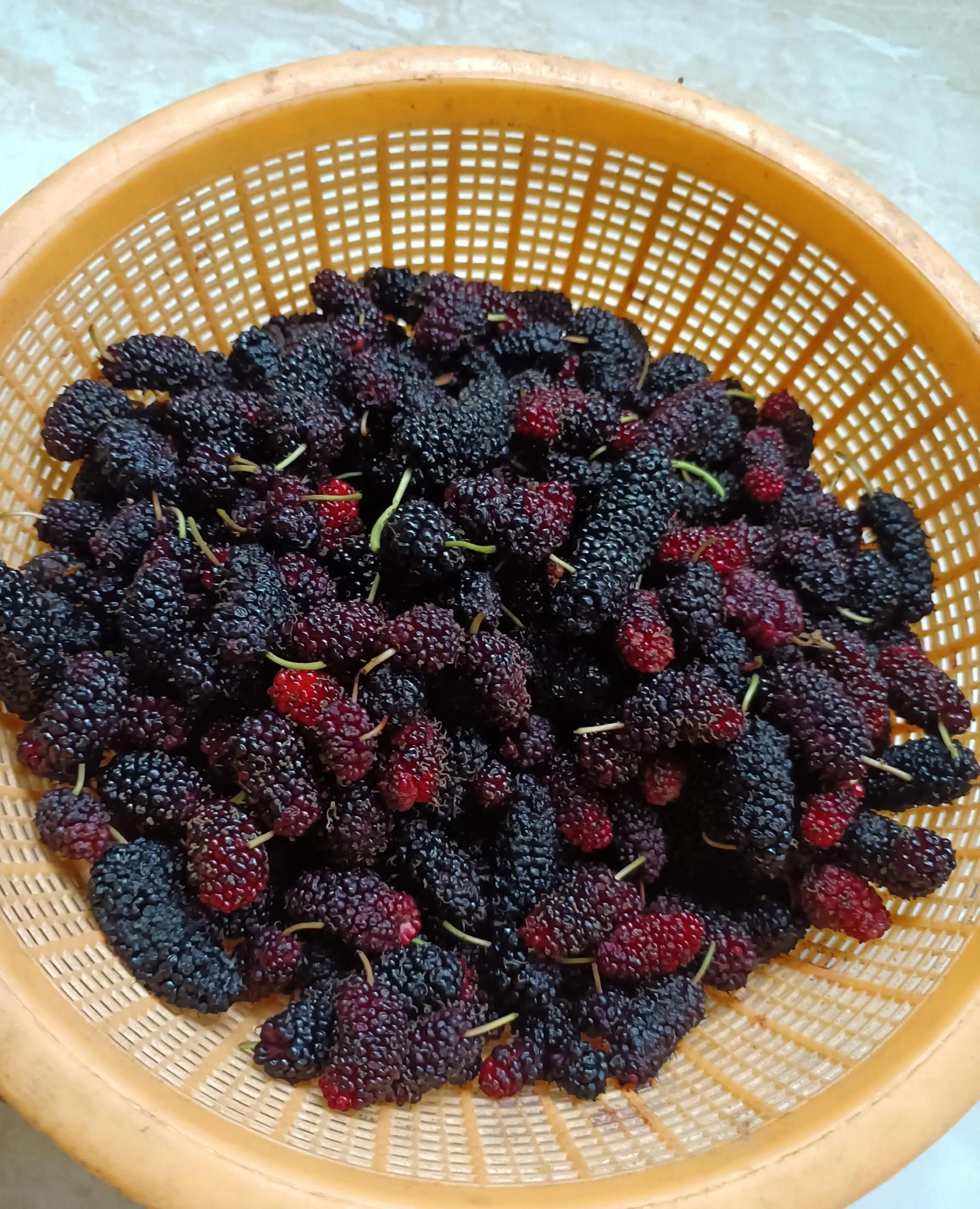 冰糖桑葚子酒今日头条