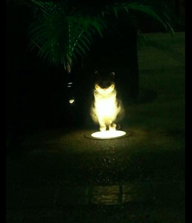 猫坐在照射灯上面，晚上看起来好恐怖，猫：我来自地狱的暗黑使者