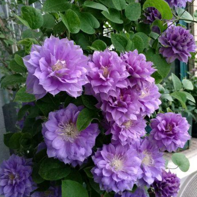 漂亮的3种花,花朵硕大,花期长,层层交叠,烂漫迷人眼