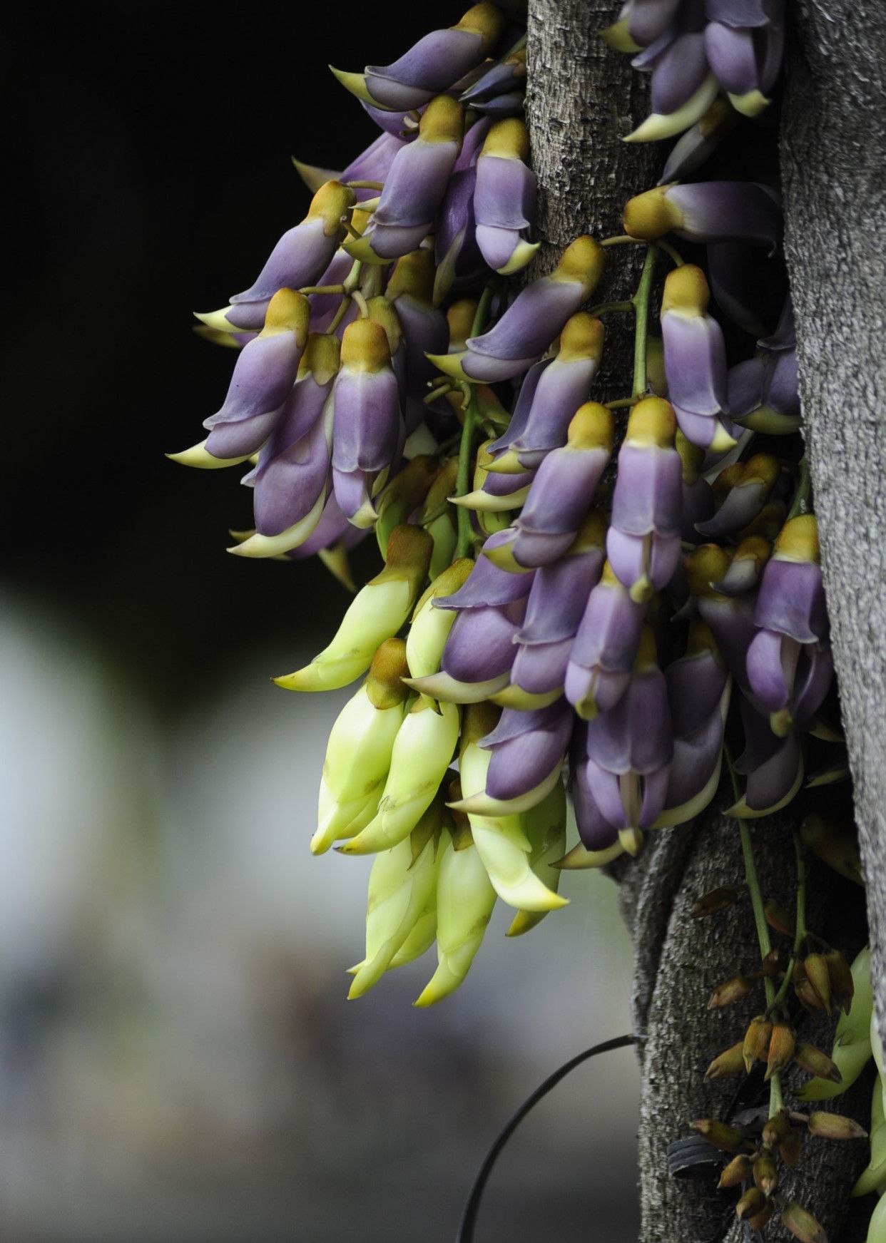 广东东莞万江滨江体育公园,禾雀花盛开,壮观景象超乎你的想象