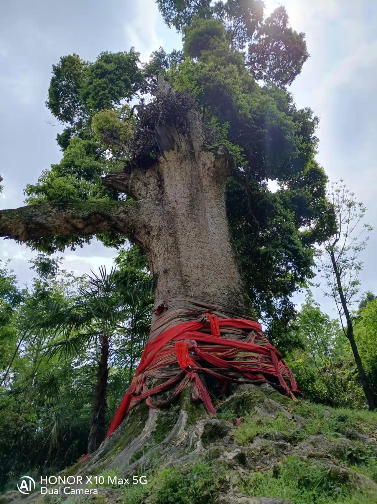 【田氏文化】千年神树——亚洲楠木王 文/田福宏|神树|楠木|金丝楠木