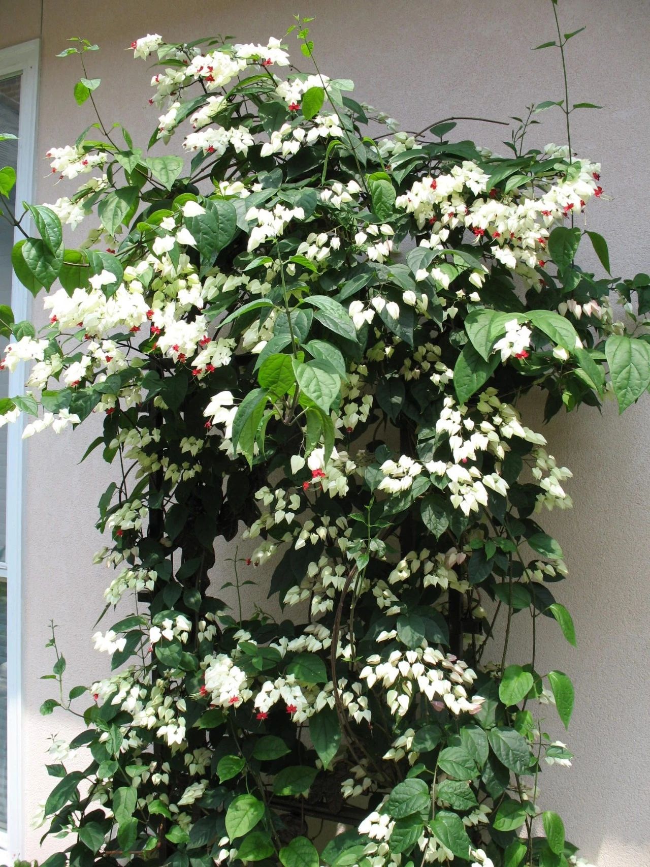 阴的阳台种爬藤的龙吐珠开花性很不错常年可看到花苞冒出来