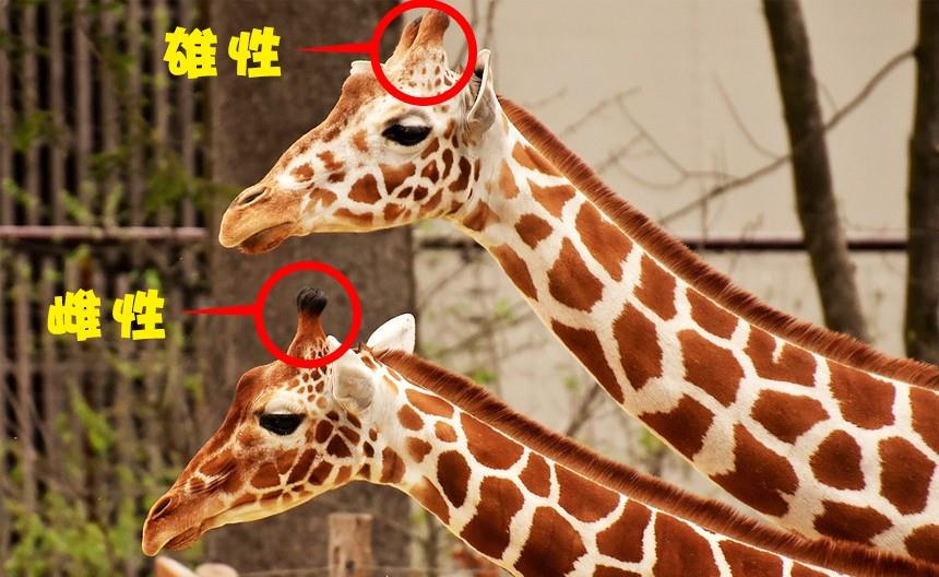 关于长颈鹿,你所不知道的10个有趣事实