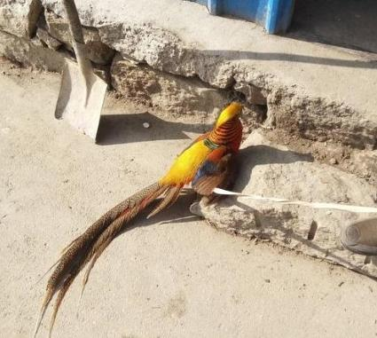 农村小伙捕获一只"凤凰",得知真相后吓得赶紧放生