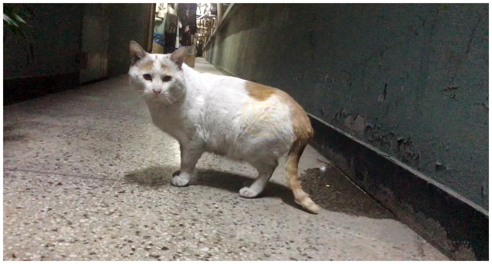 喂了一只流浪猫 猫妈妈多次送孩子上门 小猫被收留后它选择离开 财经头条