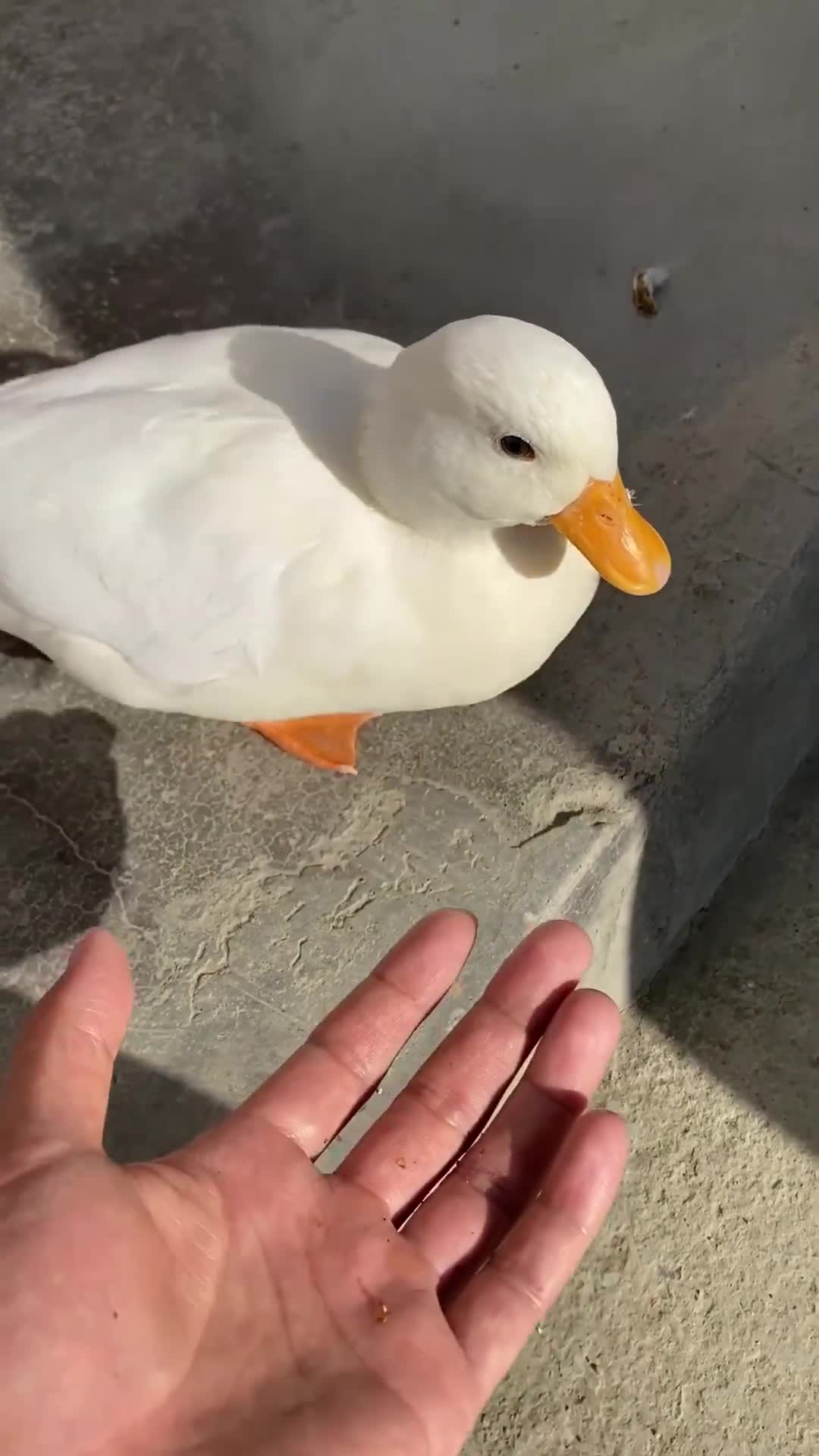 价值上万元的宠物鸭