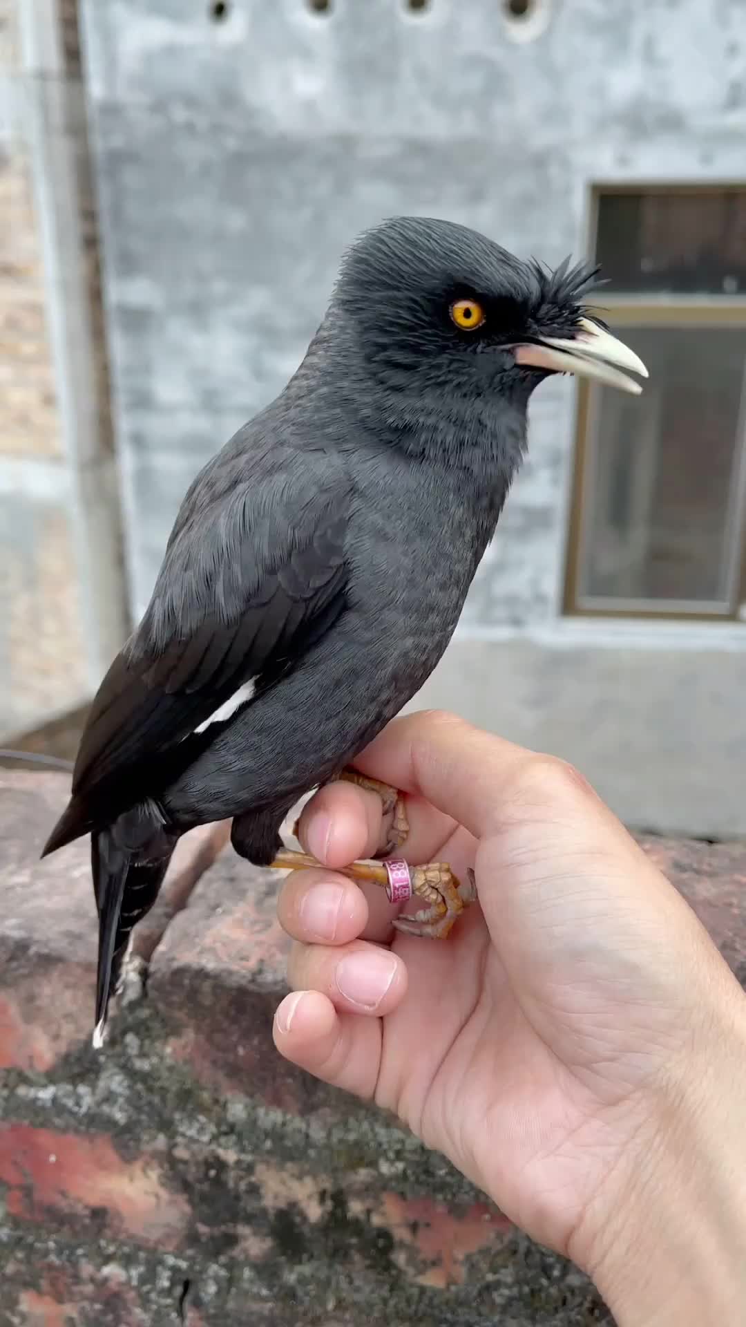 这只八哥鸟说本地方言好搞笑