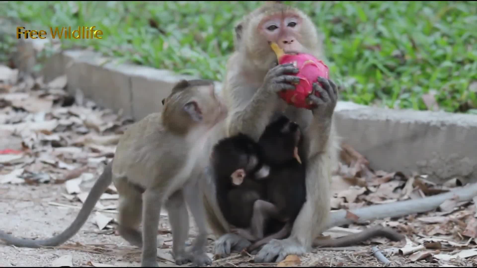 猴妈妈吃火龙果，小猴子也想吃，小气的妈妈吃得干干净净，好损啊