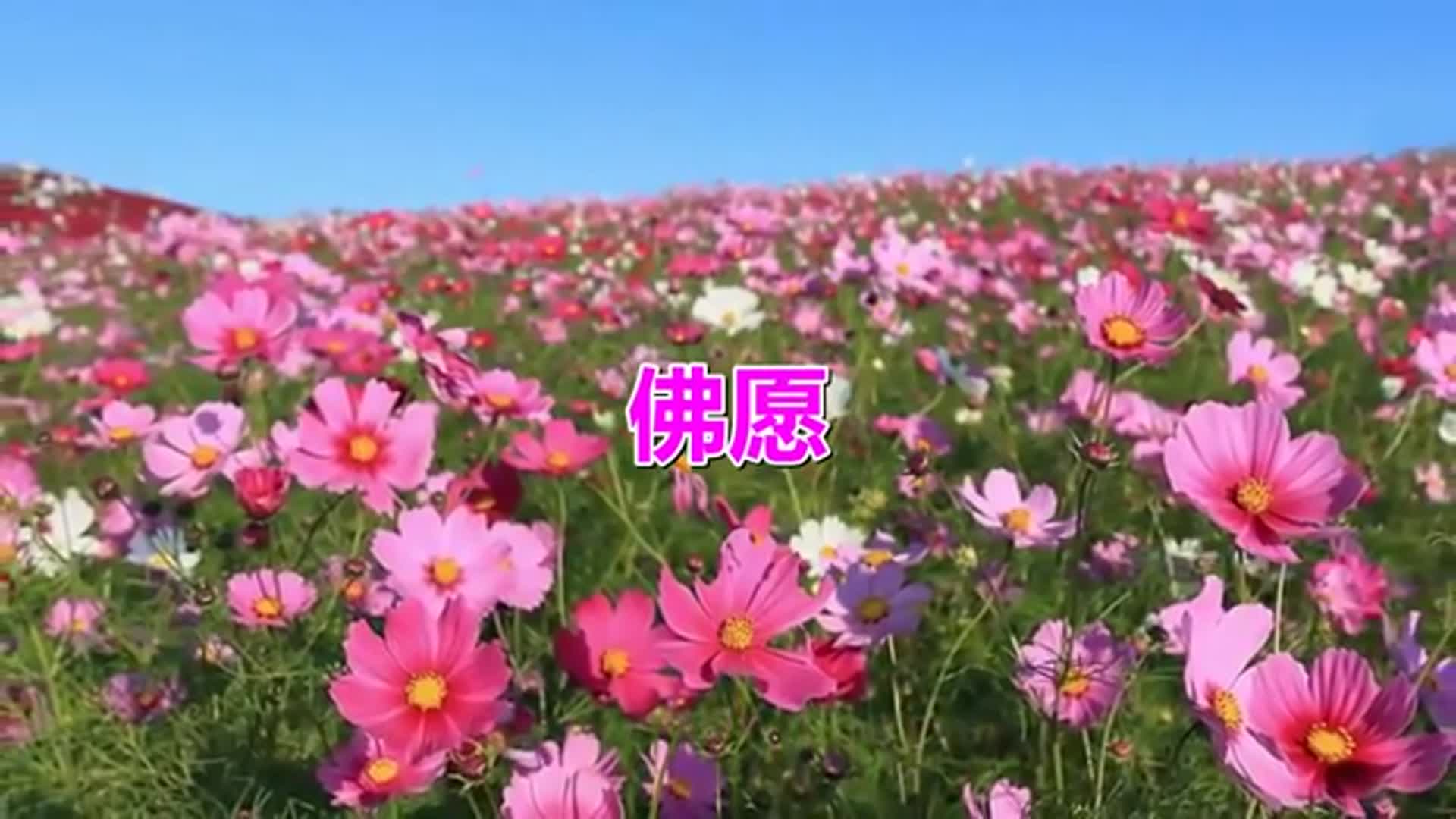 《佛愿》《莲花为我开》《沧海心思》愿护佑大家远离苦厄病痛