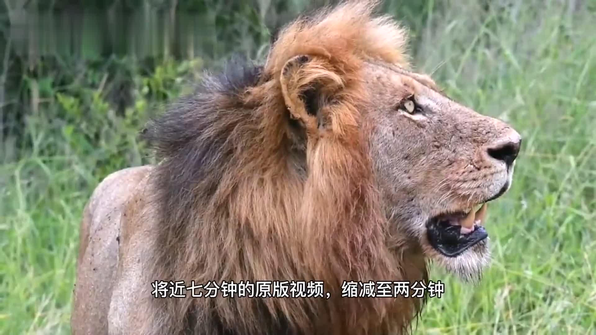 红路雄狮捕获野牛大餐恩哈鲁狮群的成员集体大会餐