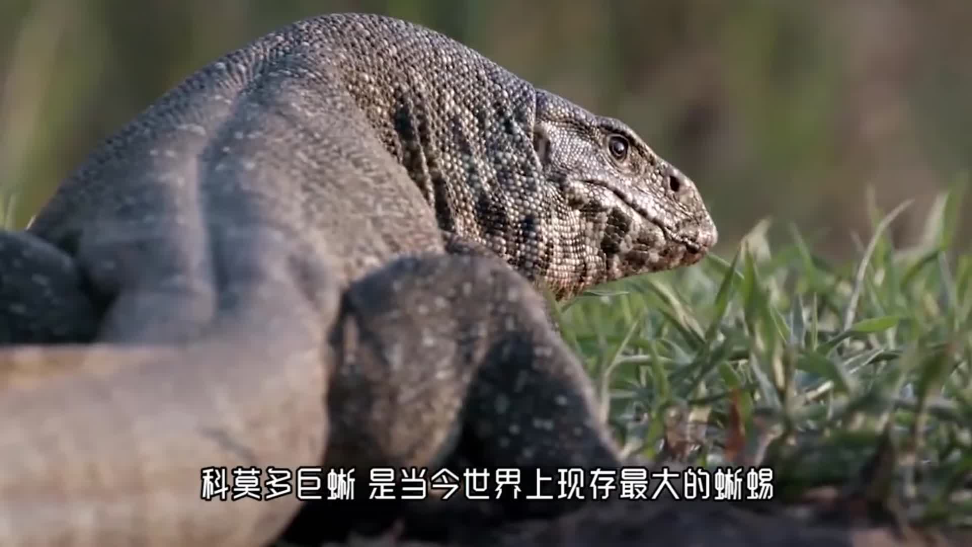 人类被科莫多巨蜥咬一口,会是怎样的下场?看看这块肉就知道