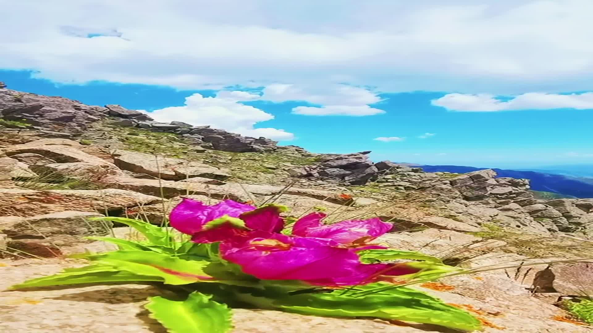 香气四溢红色的雪莲花,开在高山之巅.有幸一睹芳容