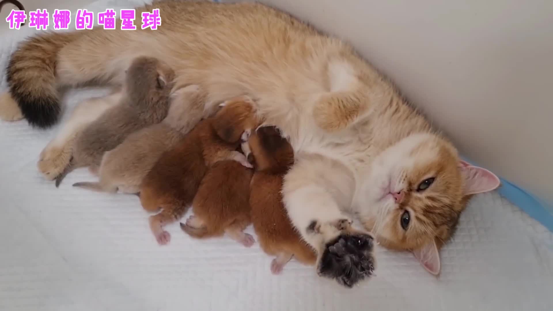 猫妈一口气生了5只奶猫一喂奶就一脸生无可恋