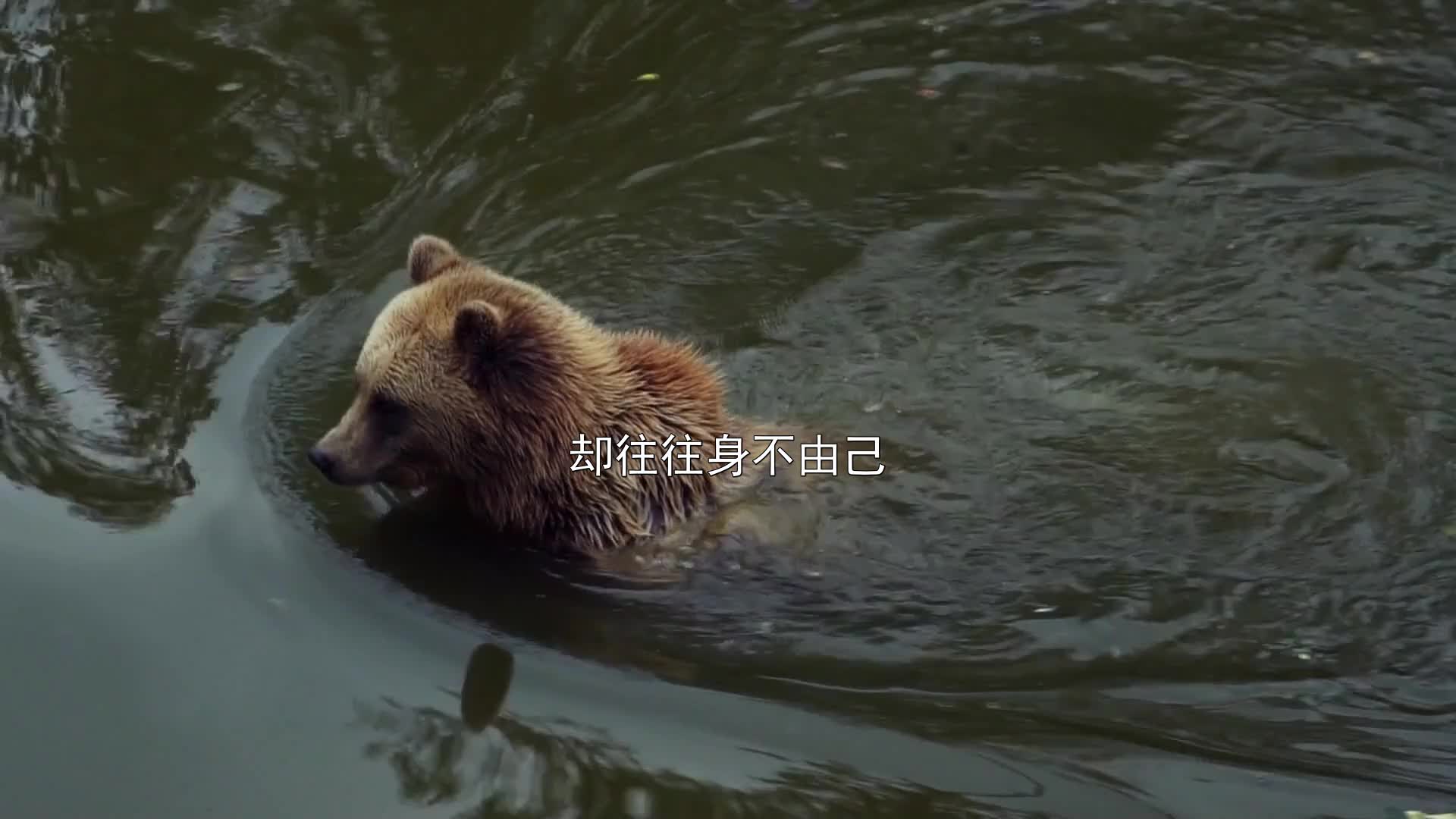 人生就像蒲公英看似自由却往往身不由己