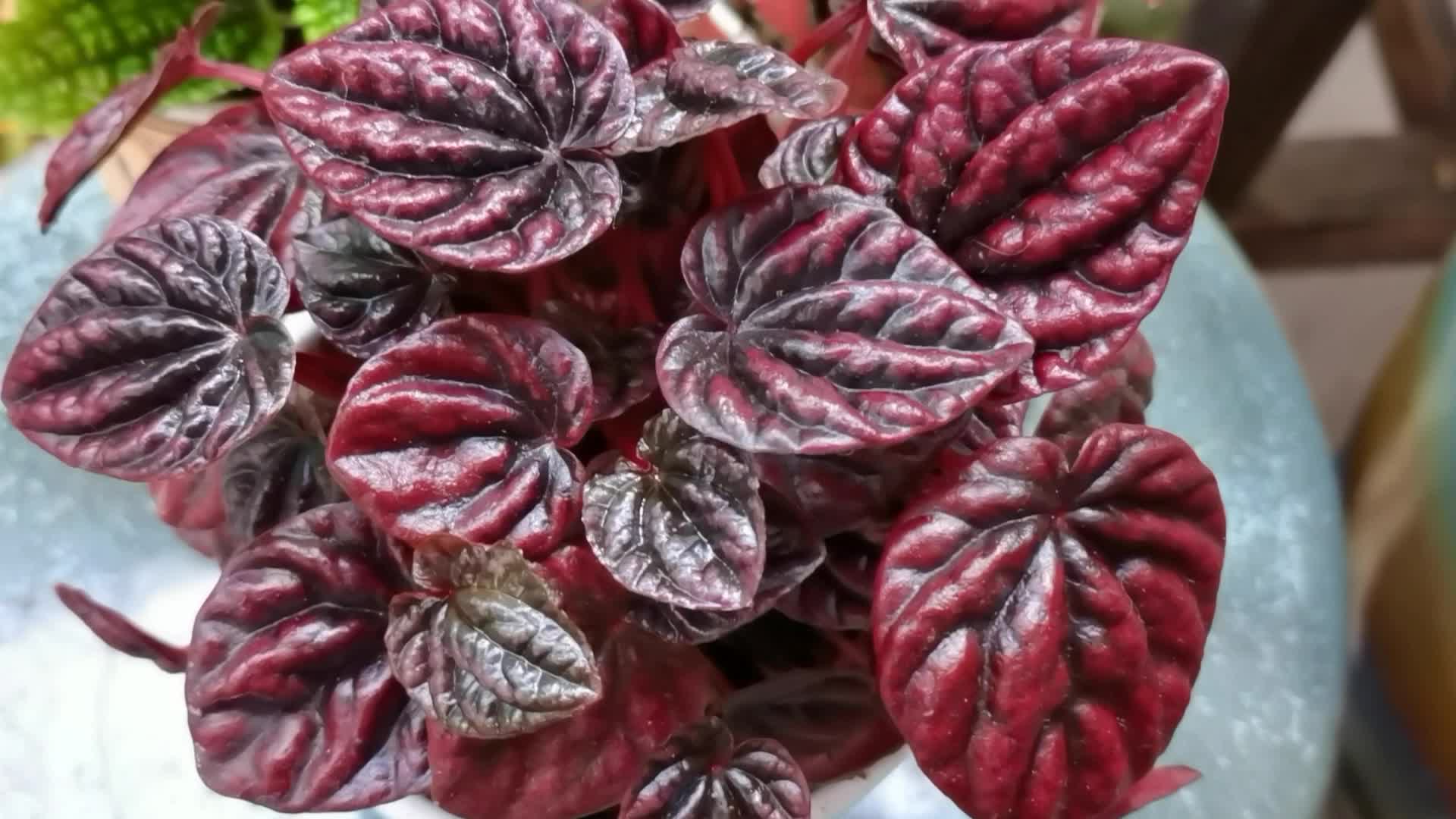 皱叶椒草原创视频