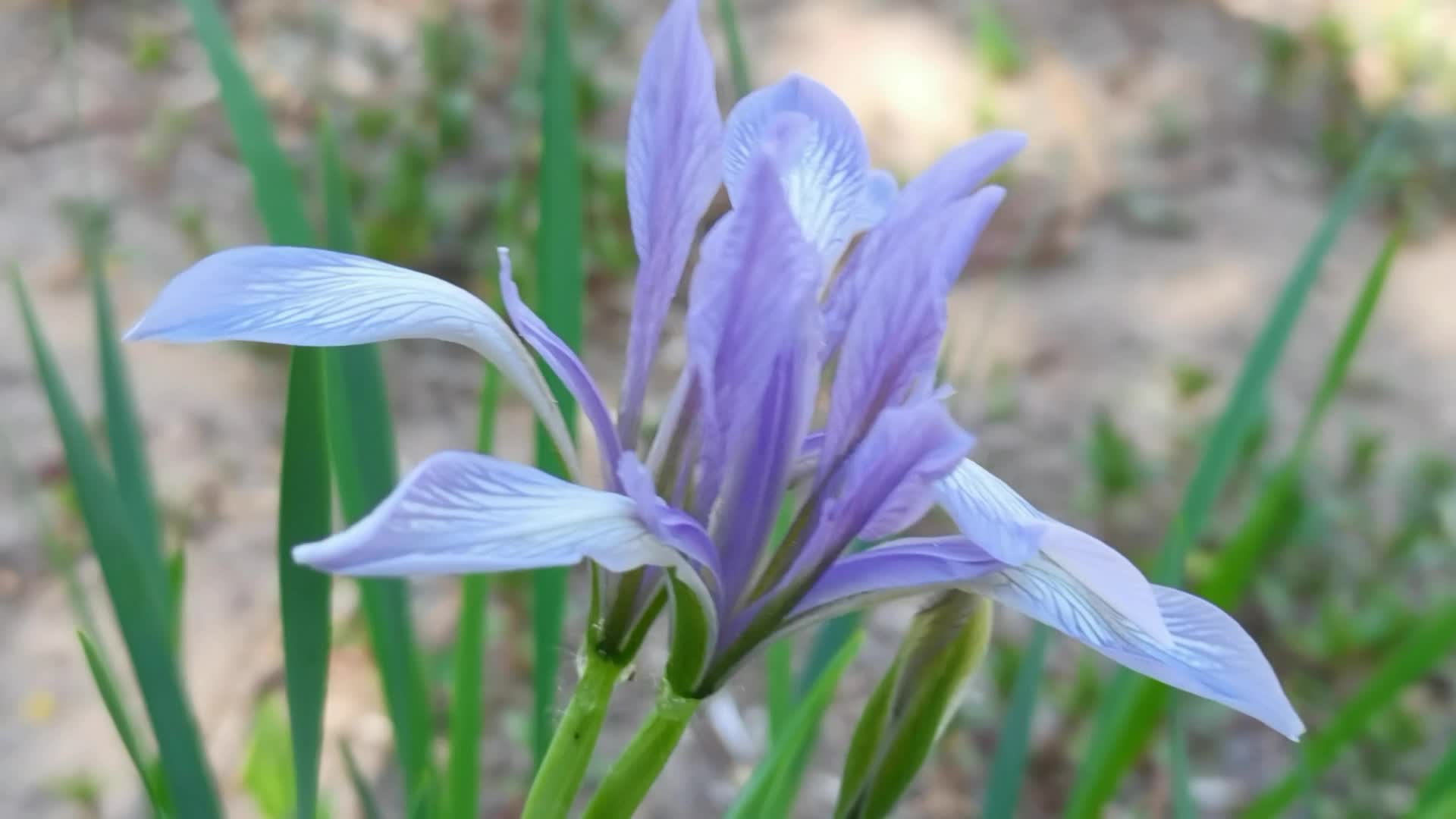 野生植物马兰花原创视频