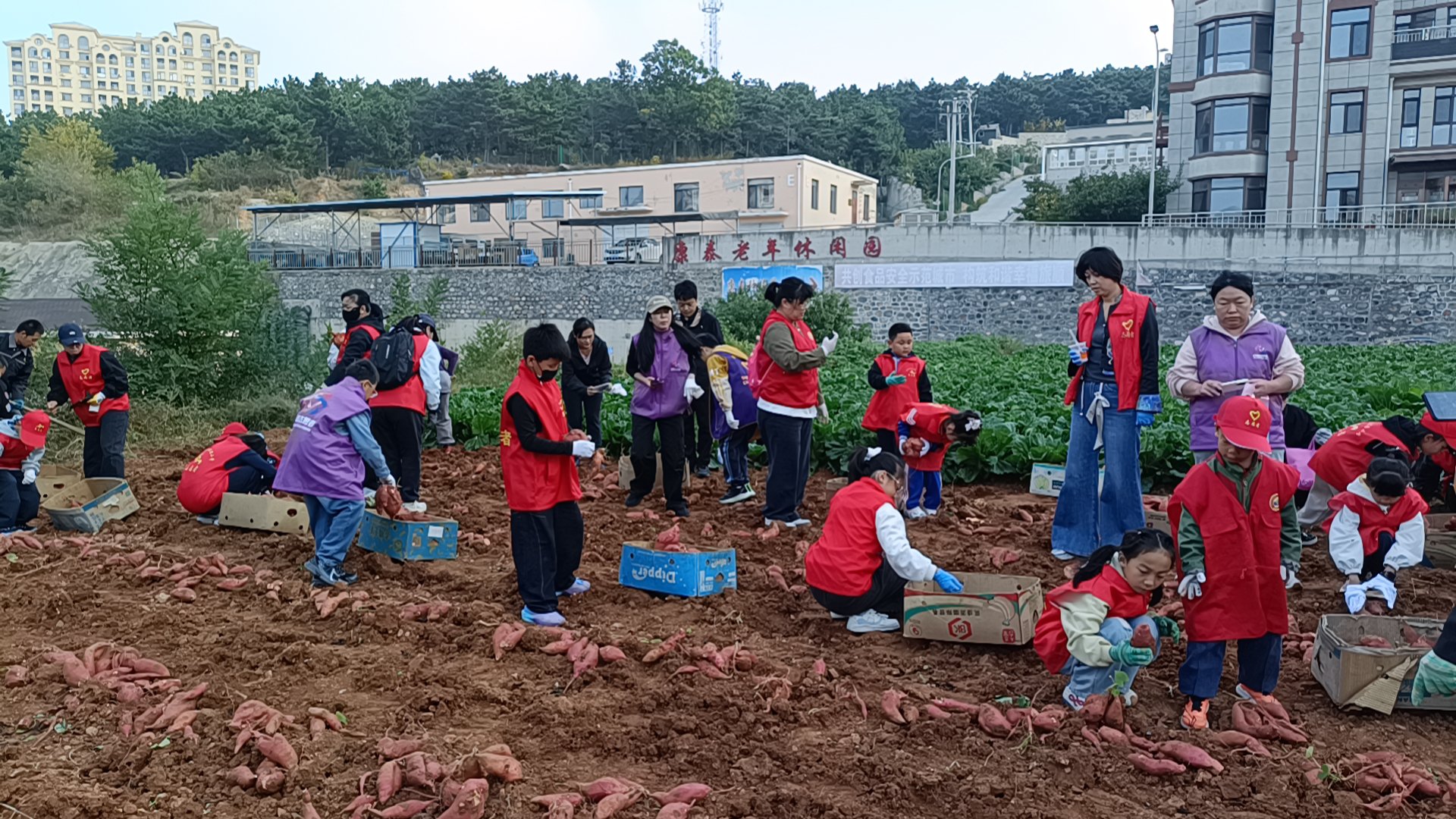 “原来地瓜是长在土里的”48个城里娃田间挖薯4小时，抢收5300斤