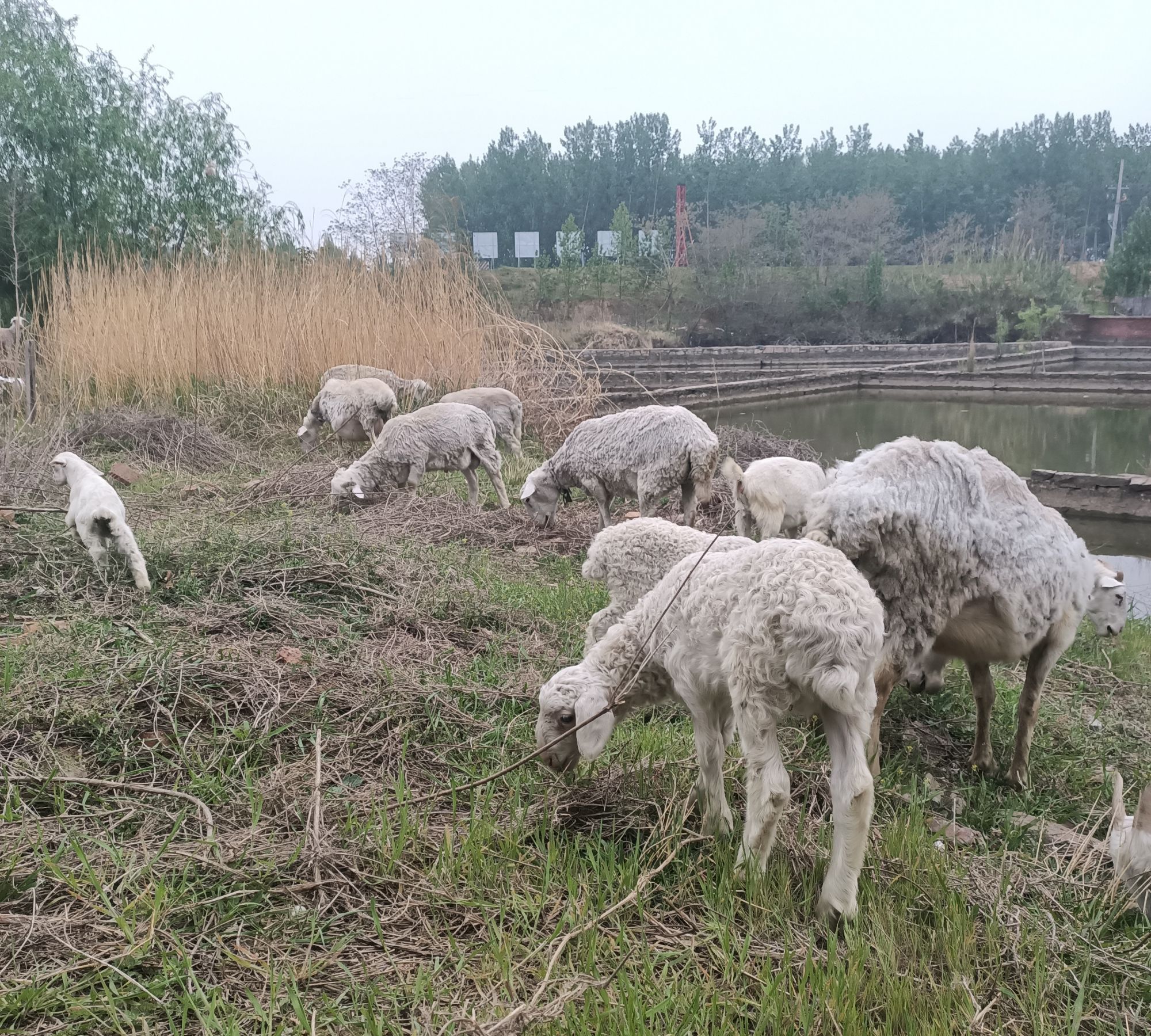农村的羊群一起来看看
