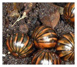 赤焰金龟真的存在吗?其原型是一种叫做滚山虫的动物