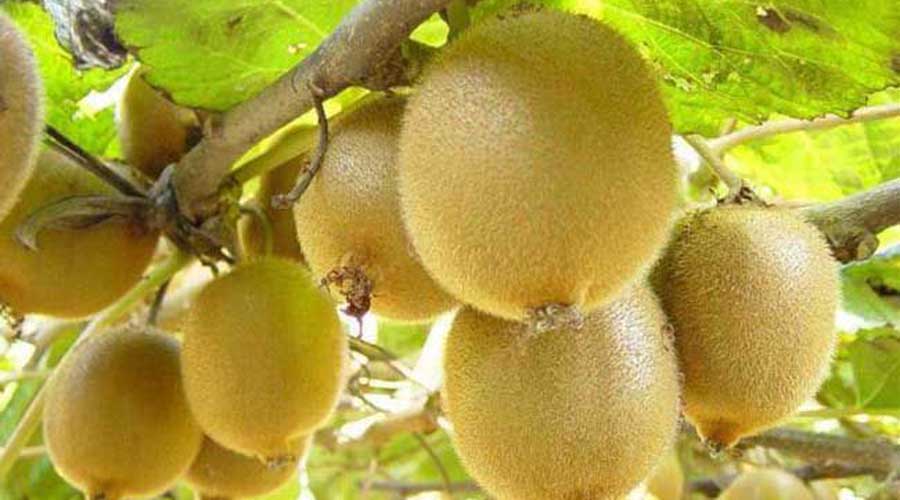 猕猴桃的挑选tips