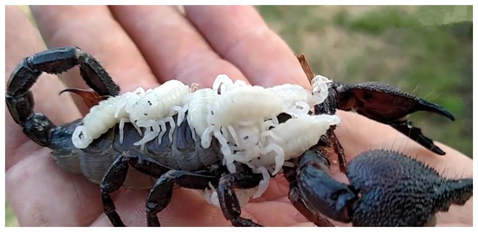 男子偶遇蝎子却发现蝎子背上发白了解后松了口气