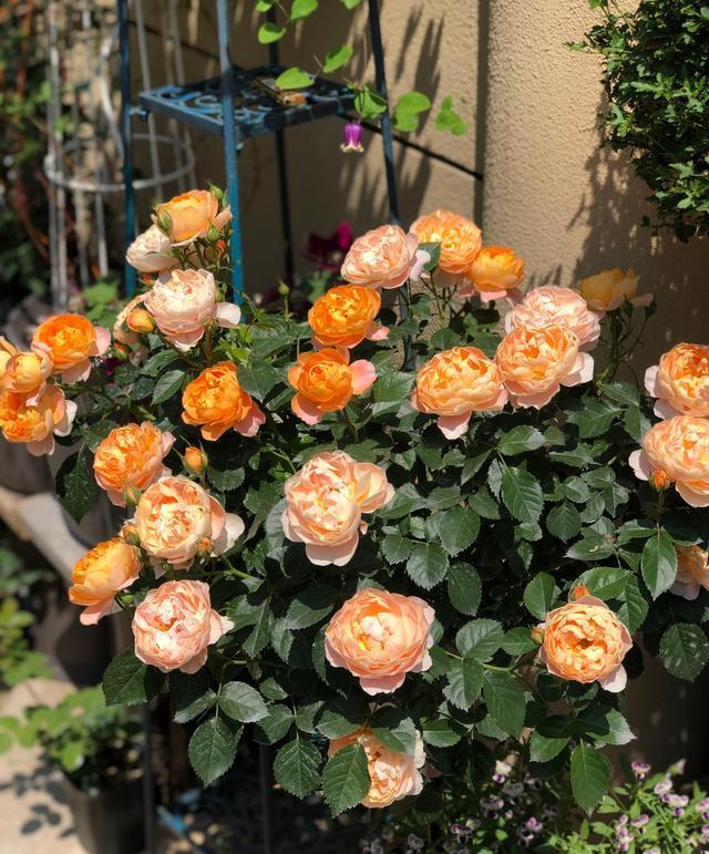 果汁阳台盆栽花界永远滴神花朵又美又香四季